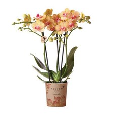 Phalaenopsis rchid range gebraucht kaufen  Düsseldorf