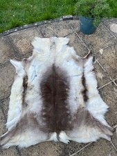 Large premium reindeer for sale  BRIGHTON