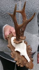 Rehbockgeweih geweih rehbock gebraucht kaufen  Frankenblick, Schalkau