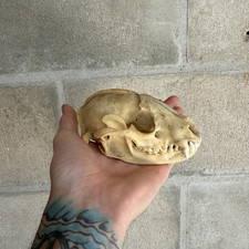 raccoon skull for sale  Seminole