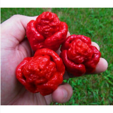 Trinidad moruga scorpion for sale  Shipping to Ireland