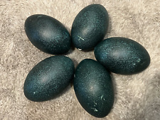 Ausgeblasenes emu grün gebraucht kaufen  Nentershausen