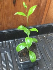 Lawsonia inermis henna for sale  GLOUCESTER