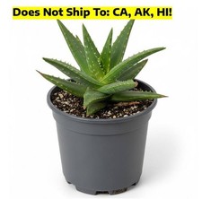 Aloe vera pot for sale  Homestead