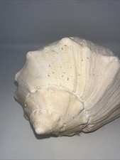 White lightening whelk for sale  Huntersville