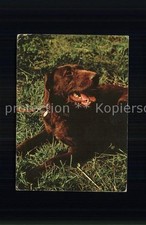 Hunde deutsch drahthaar gebraucht kaufen  Deutschland