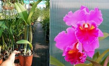 Cattleya king taiwan d'occasion  Fumel
