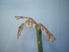 baby christmas cactus for sale baby christmas cactus for sale San Jose