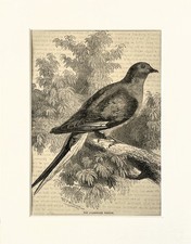 Passenger pigeon bird for sale  NORWICH
