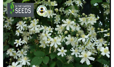 Clematis vitalba white for sale  CARNFORTH
