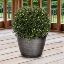 Pair ilex crenata for sale  PETERBOROUGH