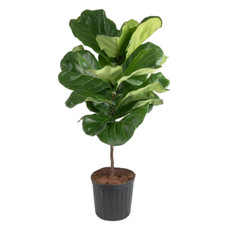 Ficus lyrata fiddle for sale  Denver