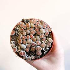 Lithops karasmontana living for sale  BRISTOL