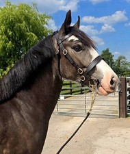 Hand bridle havana for sale  USK