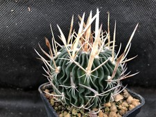 Echinofossulocactus erectocent usato  Massafra