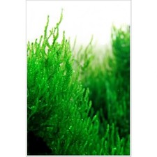10g live moss for sale  HOUNSLOW
