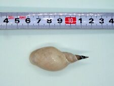 Lymnaea stagnalis lake for sale  Shipping to United Kingdom