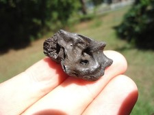 Rare mammal inner for sale  Tallahassee