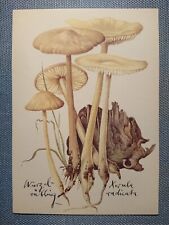 Cartão postal antigo AK Wurzelrübling Mushroom Planet Editora Berlim, usado comprar usado  Enviando para Brazil