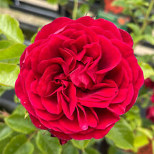 Rose climbing cumberland for sale  PETERBOROUGH