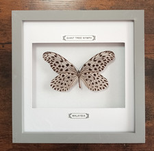 Taxidermy real framed for sale  MANCHESTER