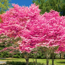 Pink dogwood live for sale  Mcminnville