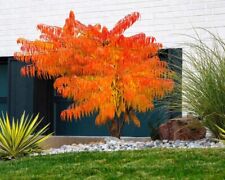 Rhus typhina stag for sale  NORTHWICH