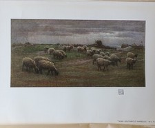 Sheep grazing near for sale  MORPETH