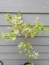 Rare japanese maple for sale  Stanwood
