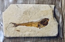 Fossile pesce molto usato  Milano