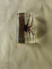 Insecte araignée diable d'occasion  Malestroit