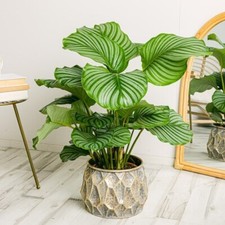 Round leaved calathea for sale  Spring City