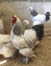 Brahma light columbian for sale  SOUTHAMPTON