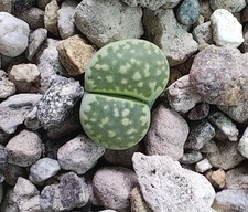 Lithops sassi viventi usato  Ragalna