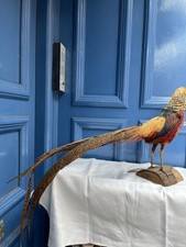 Taxidermy pheasant phasianus for sale  ROCHESTER