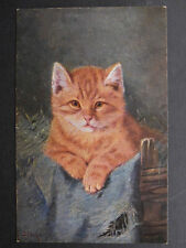 Stacks beautiful cats for sale  PETERBOROUGH