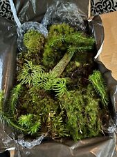 Moss live boxed for sale  Kite