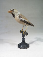 Ancien petit oiseau d'occasion  Vannes