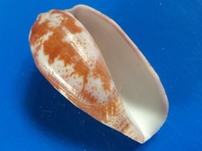 Conus tulipa madagascar d'occasion  Brioude
