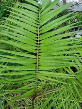 Variegated phoenix reclinata for sale  Clearwater