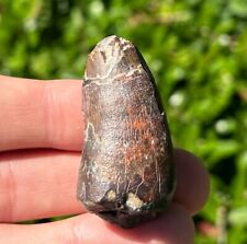 Fossil dinosaur tooth for sale  Coppell