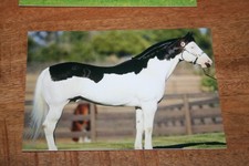 Pferdepostkarten pferde poster gebraucht kaufen Pferdepostkarten pferde poster gebraucht kaufen  Glan-Münchweiler-Umland
