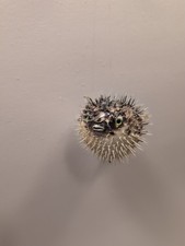Real vintage taxidermy for sale  Reinholds