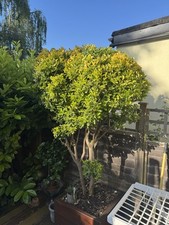 Japanese spindle tree for sale  LONDON