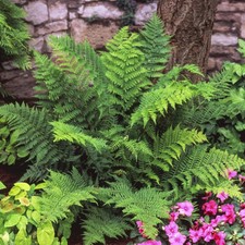 Lady fern athyrium for sale  Owego