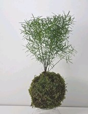 Traditional japanese kokedama for sale  Mayfield