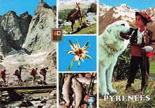 Lourdes chiot pyrenees d'occasion  France