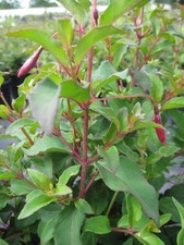 Garten fuchsie fuchsia gebraucht kaufen  Zetel