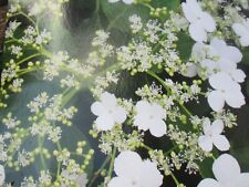 Evergreen climbing hydrangea for sale  WAKEFIELD