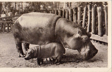 Wildlife zoo nilpferd gebraucht kaufen  Deutschland